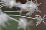 Eastern turkeybeard